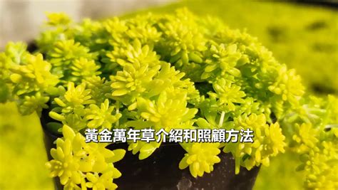 黃金萬年草枯萎|黃金萬年草照顧指南: 提升室內空氣品質的必備植物 